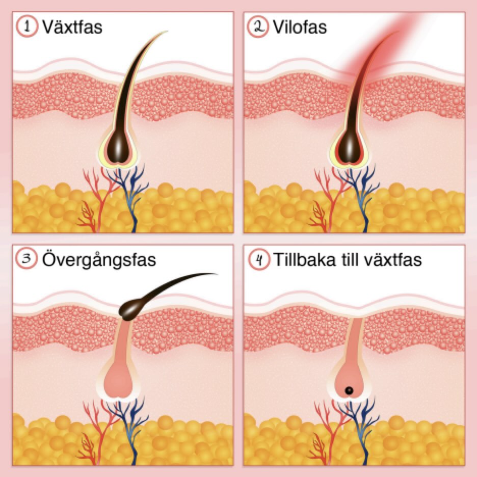 Hårets tillväxtstadier